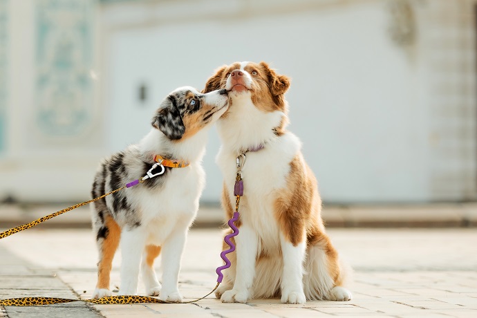 2 chiens qui font connaissance en promenade