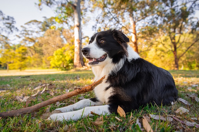 Border Collies qui joue avec un baton dans un parc pendant sa promenade quotidienne