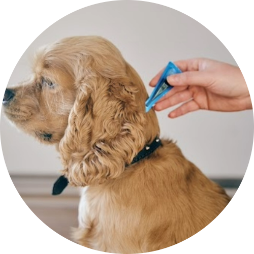 antiparasitaires-chien