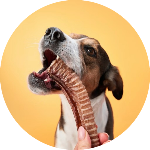 friandises-chien