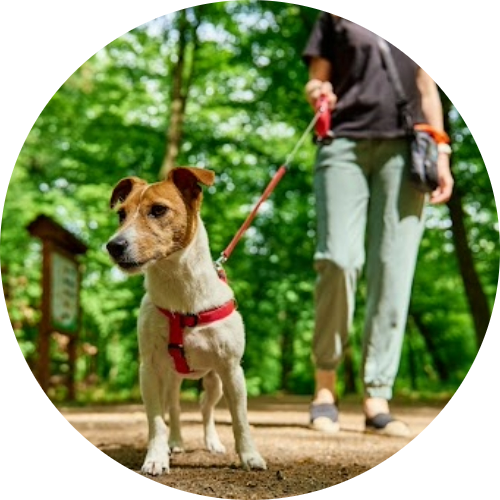 colliers-harnais-chien