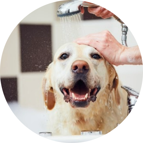 hygiene-soins-chien