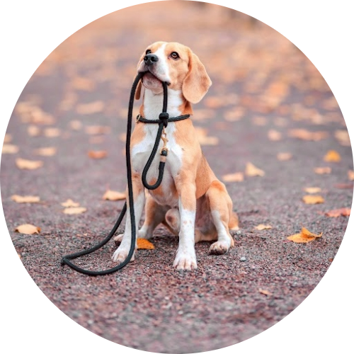 laisses-chien