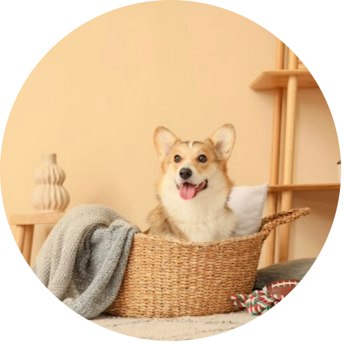 paniers-chien