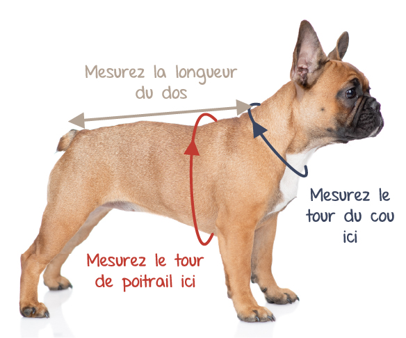 Choisir la bonne taille de manteau pour chien