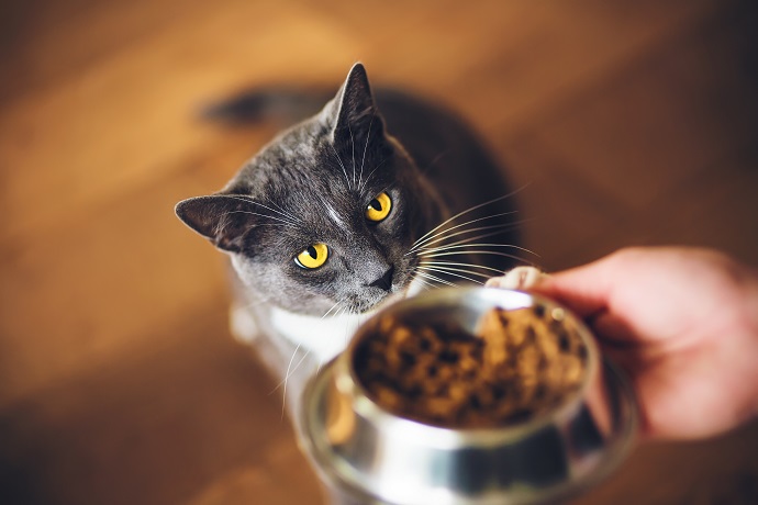 pour nourrir un chat en surpoids, adaptez les portions