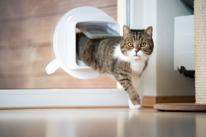 D'autres chats peuvent-ils passer à travers une chatière à puce électronique