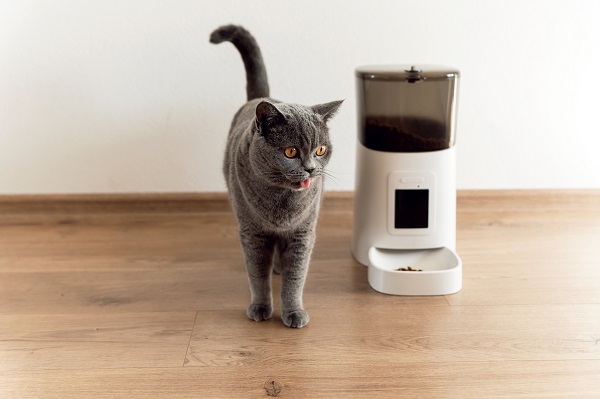Chat qui mange dans son distributeur automatique de croquettes