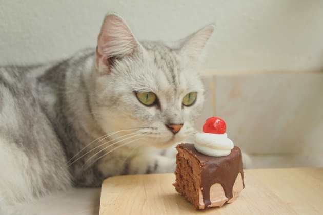 chat qui va manger du chocolat