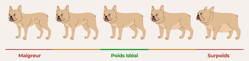 Qu’est-ce qui est considéré comme un surpoids chez les chiens