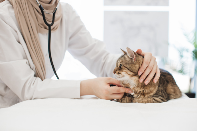 chat en visite chez le vétérinaire