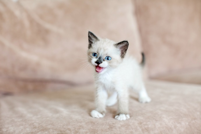 nom de chien et chat femelle