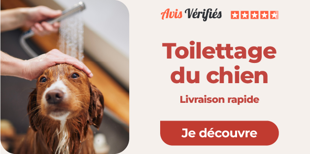 chien qui se fait toiletter par son maître