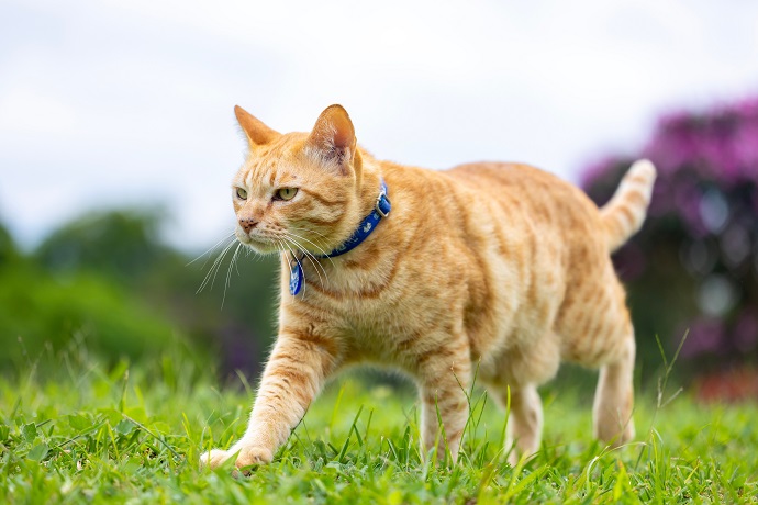 chat avec collier et badge pour chatière magnétique