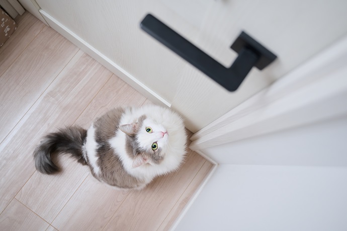 ce chat aimerait aller dehors mais il ne peut pas car il n'y a pas de chatière installée