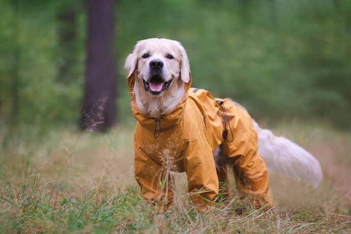 chien avce son manteau de pluie imperméable