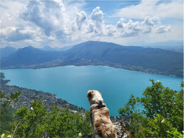 chien en vacances au lac d'annecy