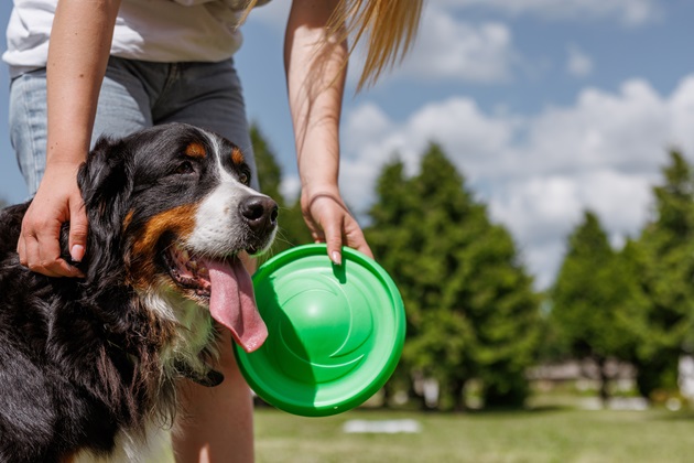 chien qui joue au frisbee dehors avec son maitre