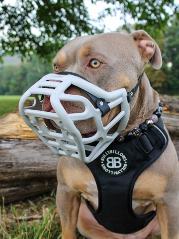 chien qui porte une muselière