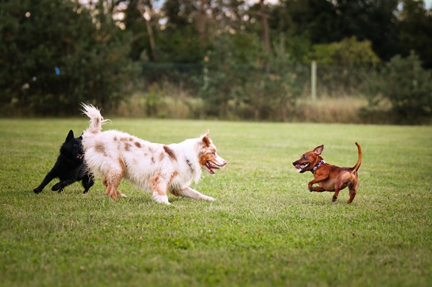 chiens qui jouent ensemble dans un parc