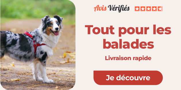 accessoires de balade chien