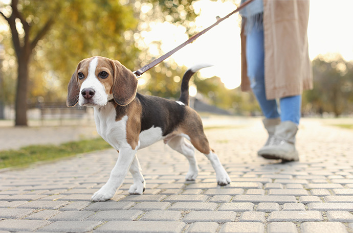 chien de race Beagle qui se promène avec son maître dans un parc