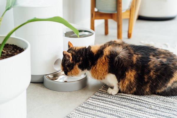 chat qui mange dans son distributeur de croquette