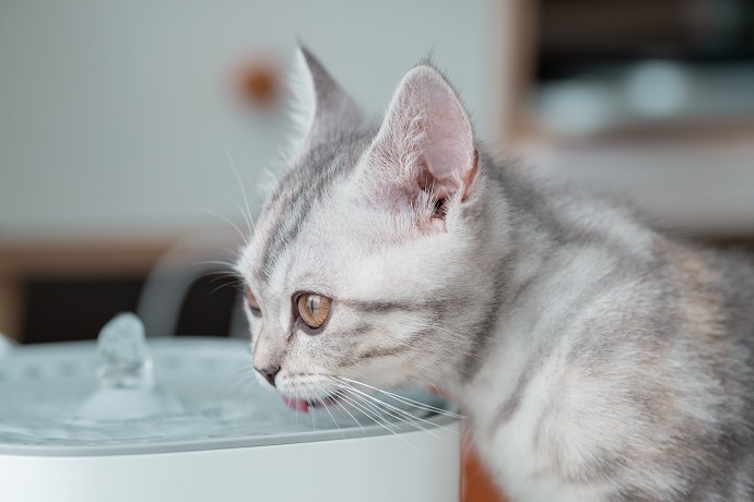fontaine à eau silencieuse pour chats