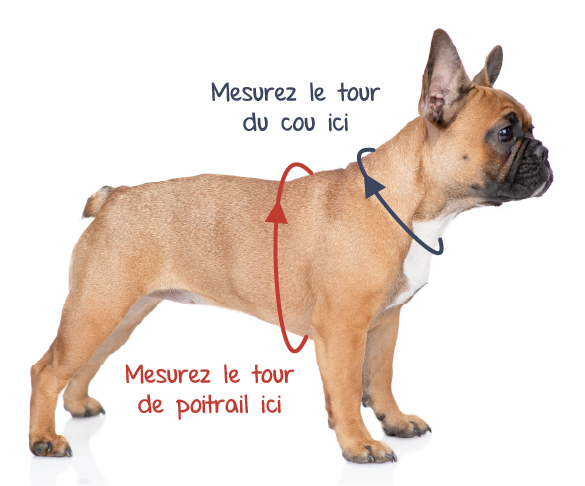 comment mesurer un harnais pour chien
