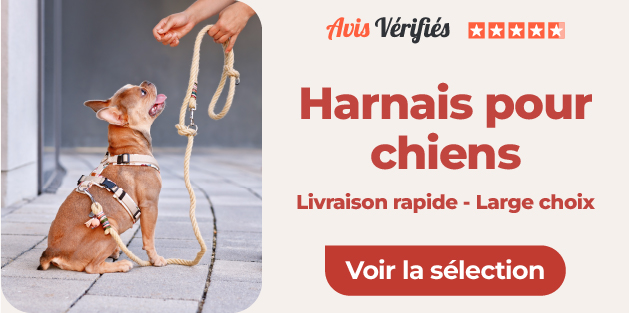 large sélection de harnais pour chien