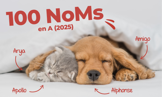 100 noms stylés de chien et chat en A