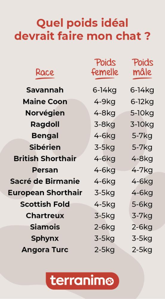 poids idéal d'un chat