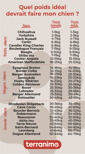 Poids idéal du chien selon sa taille et sa race