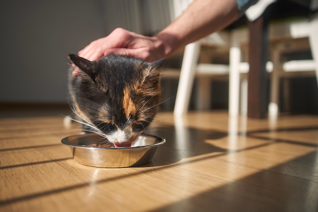 femme qui donne à manger à son chat âgé