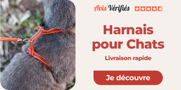harnais chat