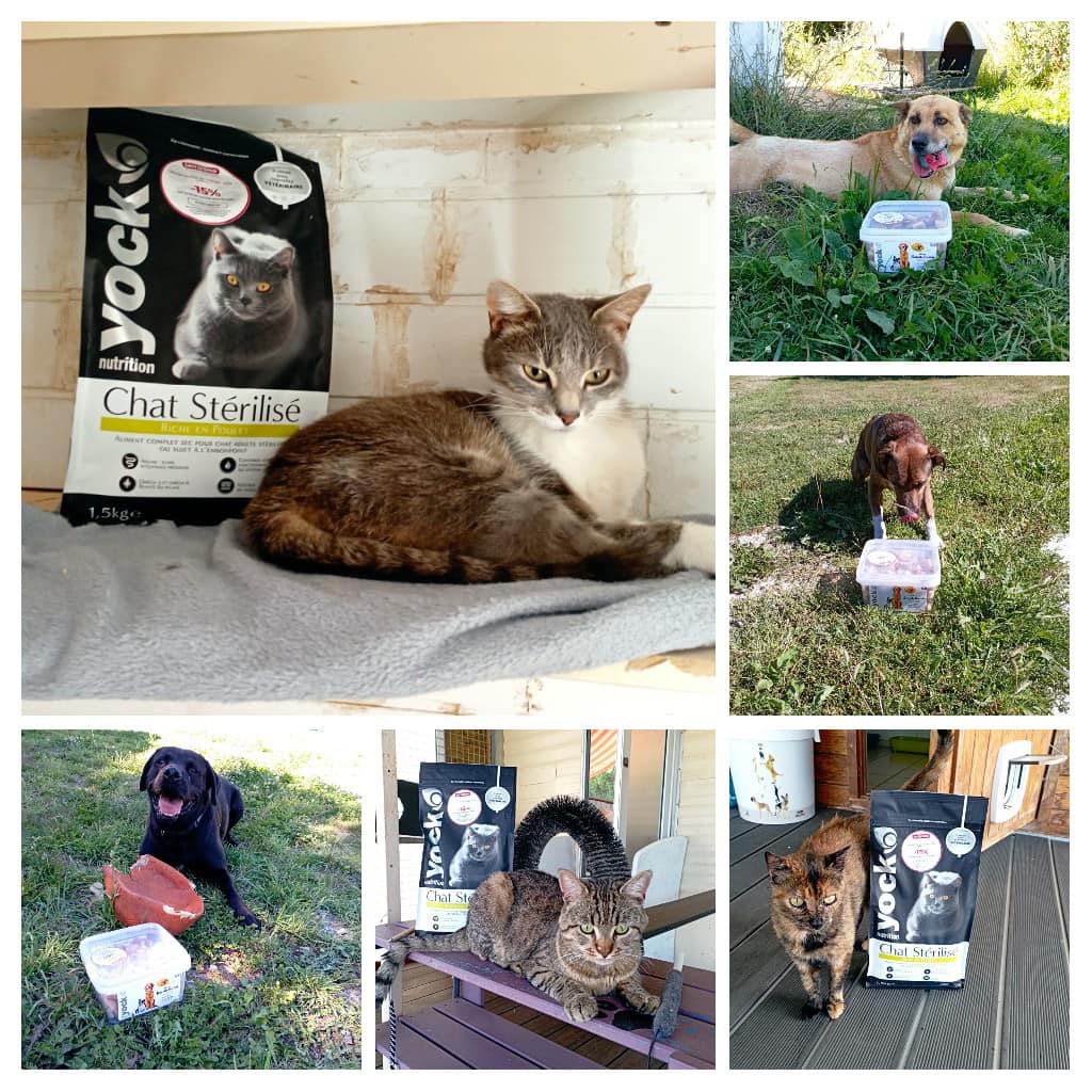 croquettes YOCK croquettes YOCK