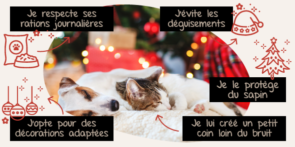 conseils pour un Noël sans embûche avec votre chat ou votre chien conseils pour un Noël sans embûche avec votre chat ou votre chien