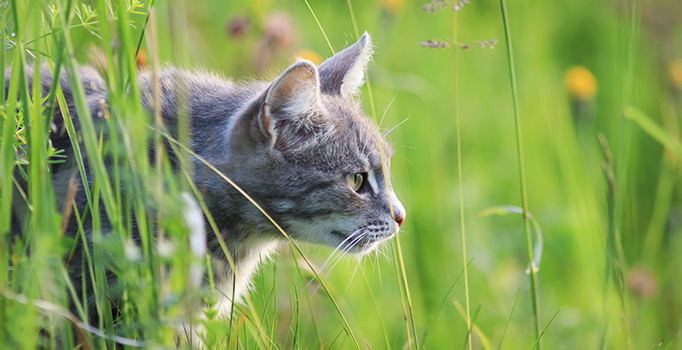 Pourquoi mon chat mange-t-il de l'herbe ? Est-ce pour se purger ?