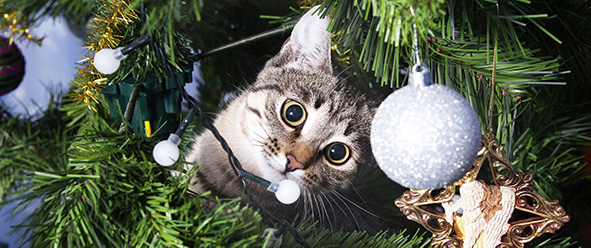 Comment protéger un sapin de Noël de son chat ?