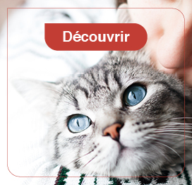 chat-friandise