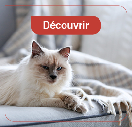 chat-hygiène-soin
