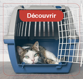 chat-transport