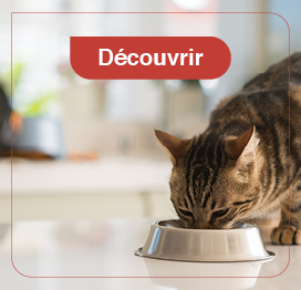 chat-alimentation