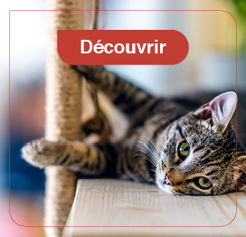 chat-education