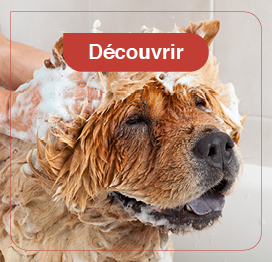 chien-hygiène-soins