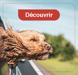 chien-sortie