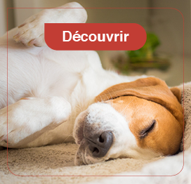chien-habitat-confort