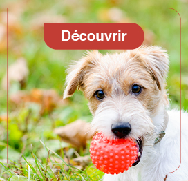 chien-activite-education