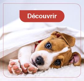 Alimentation chien