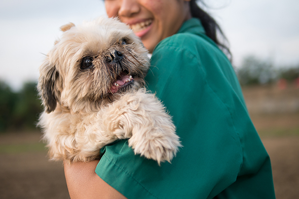 Chien senior Chien senior